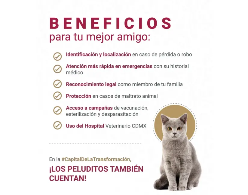 CURP para mascotas, Fecha límite, requisitos y cómo tramitarlo Beneficios del trámite. Foto: Gob. CDMX