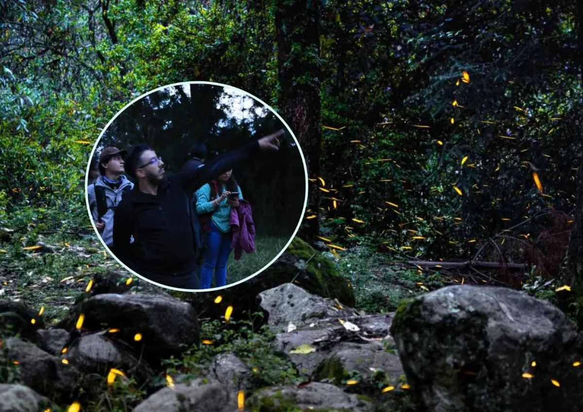 Conoce los detalles de la temporada de luciérnagas. Foto: Cortesía