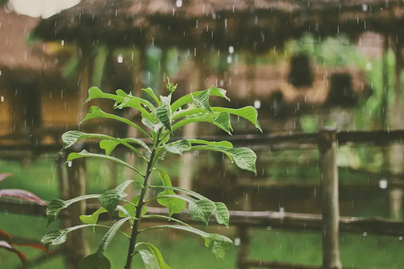 Protección Civil, Junio traerá aumento de lluvias en Sinaloa Se pide a la población mantenerse informada. Foto: Unsplash