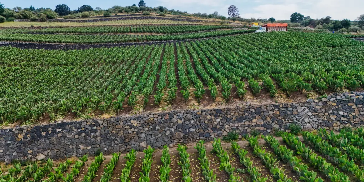 Estos son los detalles acerca de la declaración de las Terrazas Agrícolas como Patrimonio Biocultural. Foto: Cortesía.