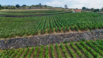 Importancia y conservación del Sistema Agrícola de Terrazas en CDMX 