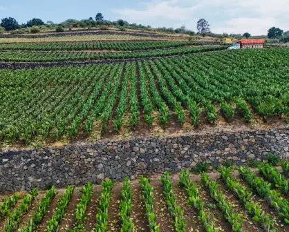 Importancia y conservación del Sistema Agrícola de Terrazas en CDMX 