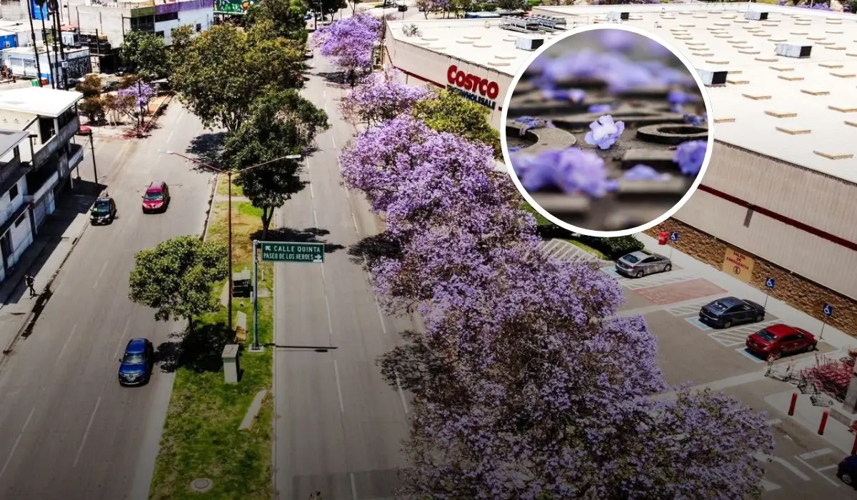 Ciudadanos podrán vivir el espectáculo vivo lleno de color con las flores de jacarandas en Tijuana Foto: Luis Bautista