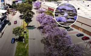 Floración de Jacarandas en Tijuana 2025; ¿En dónde verlas?
