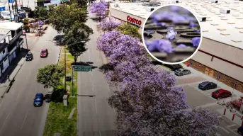 Floración de Jacarandas en Tijuana 2025; ¿En dónde verlas?