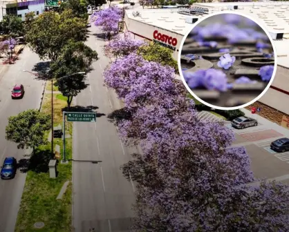 Floración de Jacarandas en Tijuana 2025; ¿En dónde verlas?