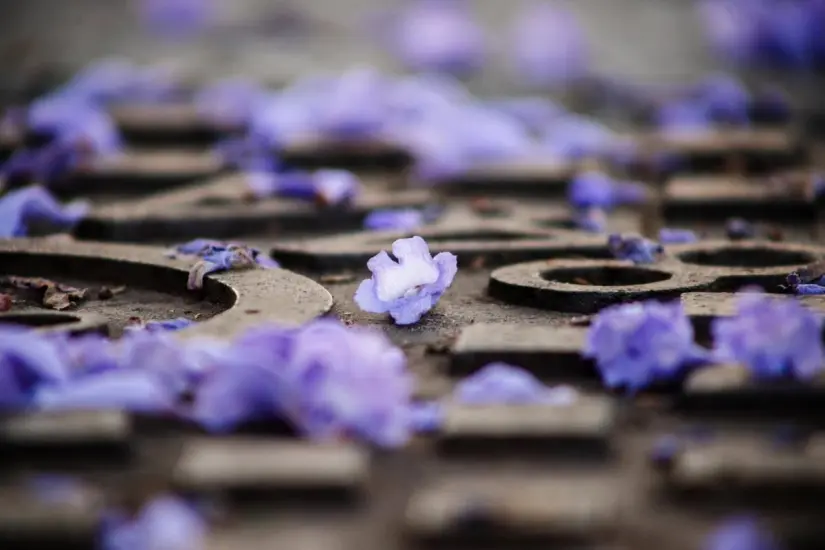 imagen recuadro Estas flores se pueden aprecias en las calles de Vía Rápida y Zona del Río en Tijuna Foto: Luis Bautista