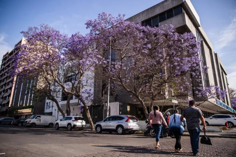 imagen recuadro Florecen durante la primavera en los meses de mayo y abril los ábroles de jacarndas en Tijuana Foto: Luis Bautista