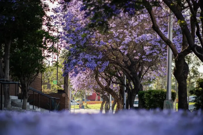 imagen recuadro Las calles de Tijuna se puede vivir la floración de las jacarandas Foto: Luis Bautista