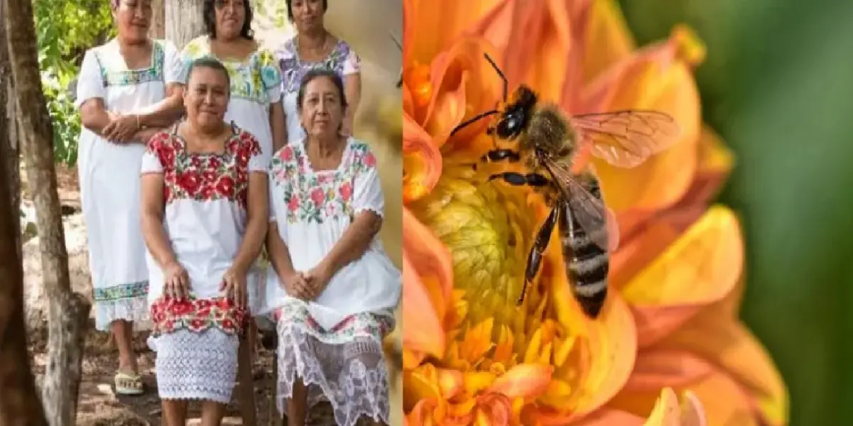 Mujeres nativas mayas están salvando a las abejas de la extinción Soy Abeja Maya