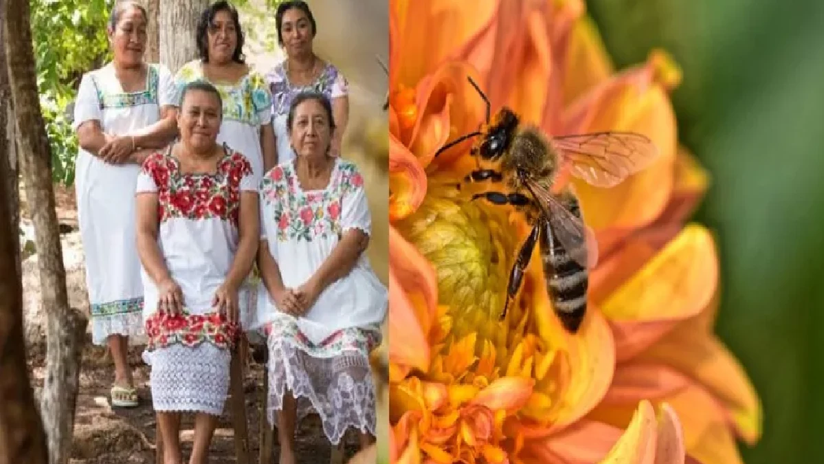 Mujeres nativas mayas están salvando a las abejas de la extinción Soy Abeja Maya