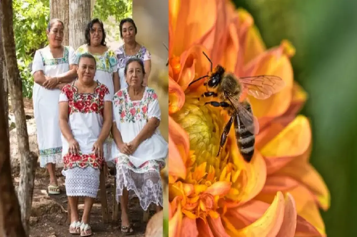 Mujeres nativas mayas están salvando a las abejas de la extinción Soy Abeja Maya