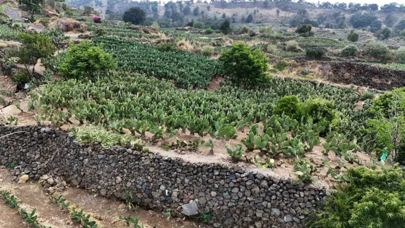 El sistema agrícola de terrazas son importantes a nivel económico, cultural y ambiental. Foto: Cortesía. El sistema agrícola de terrazas son importantes a nivel económico, cultural y ambiental. Foto: Cortesía.