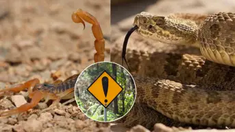 Alertan por víboras y alacranes en Acuña por la ola de calor, Protección Civil da recomendaciones