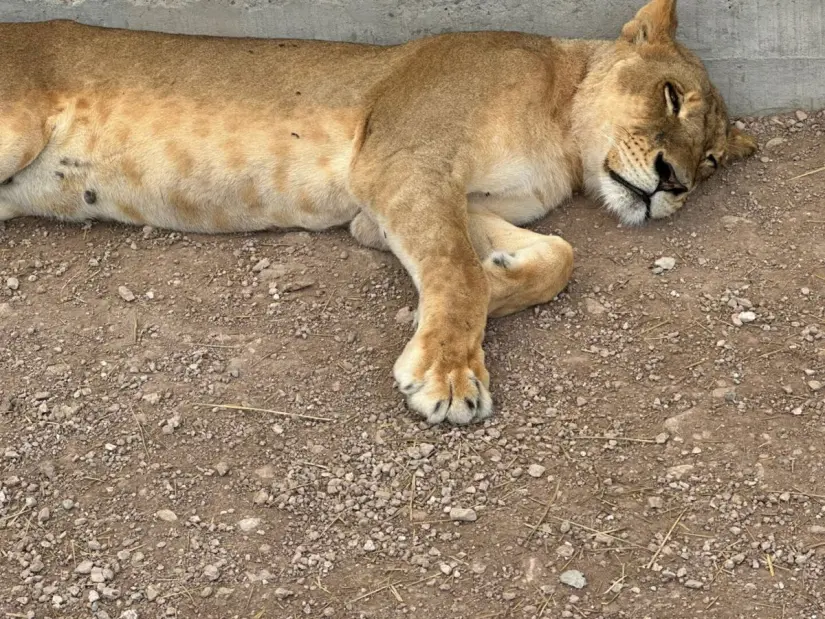 Madre leona de la pequeña cría recién nacida el pasado 21 de mayo en el Santuario Ostok en Mazatlán. Foto: Cortesía. Madre leona de la pequeña cría recién nacida el pasado 21 de mayo en el Santuario Ostok en Mazatlán. Foto: Cortesía.