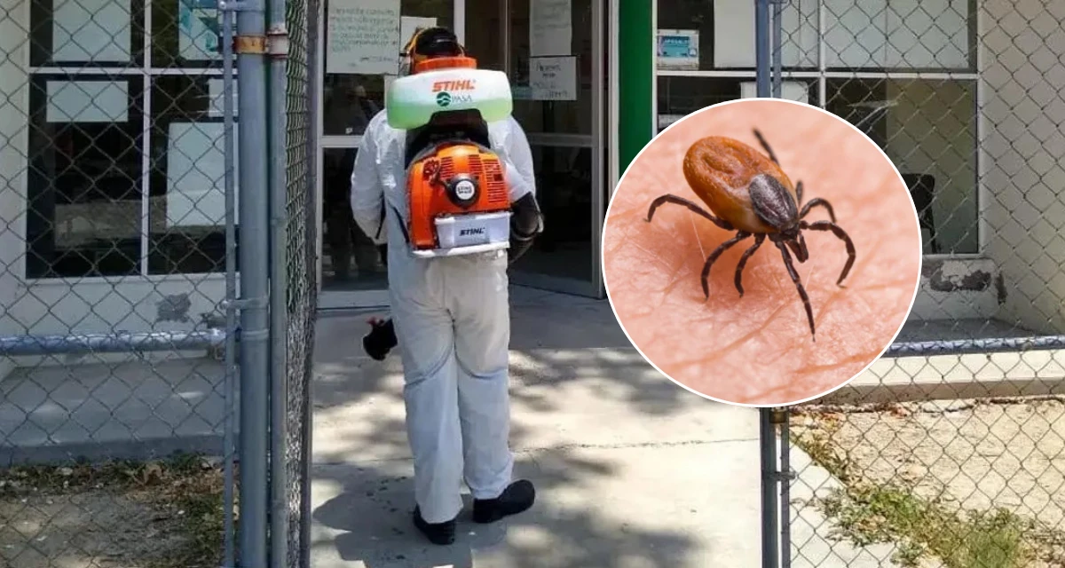 Autoridades competentes realizan investigaciones tras reportes de la bacteria Rickettsia en Coahuila. Foto: Cortesía.