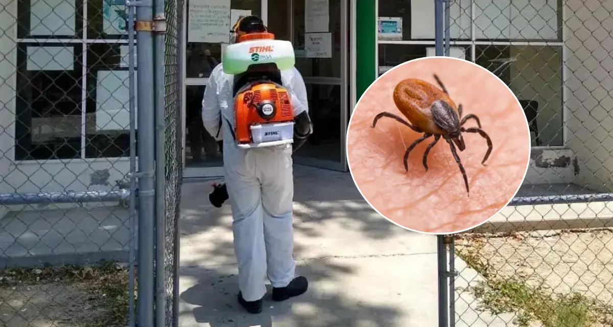 Autoridades competentes realizan investigaciones tras reportes de la bacteria Rickettsia en Coahuila. Foto: Cortesía.