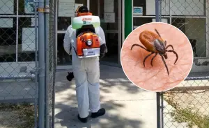 Rickettsiosis; activan protocolo sanitario en Piedras Negras, Coahuila