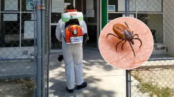 Rickettsiosis; activan protocolo sanitario en Piedras Negras, Coahuila