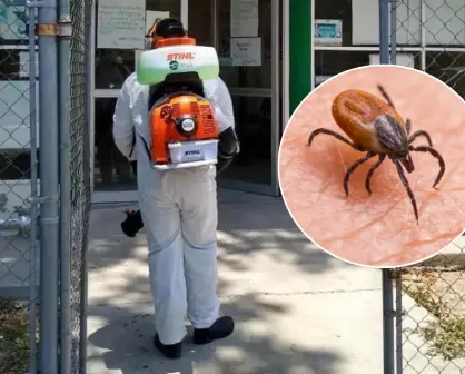 Rickettsiosis; activan protocolo sanitario en Piedras Negras, Coahuila