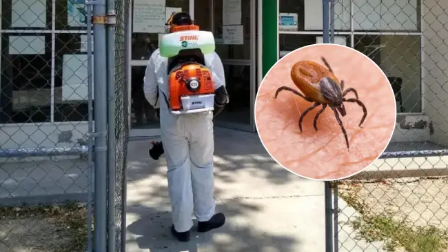 Autoridades competentes realizan investigaciones tras reportes de la bacteria Rickettsia en Coahuila. Foto: Cortesía.