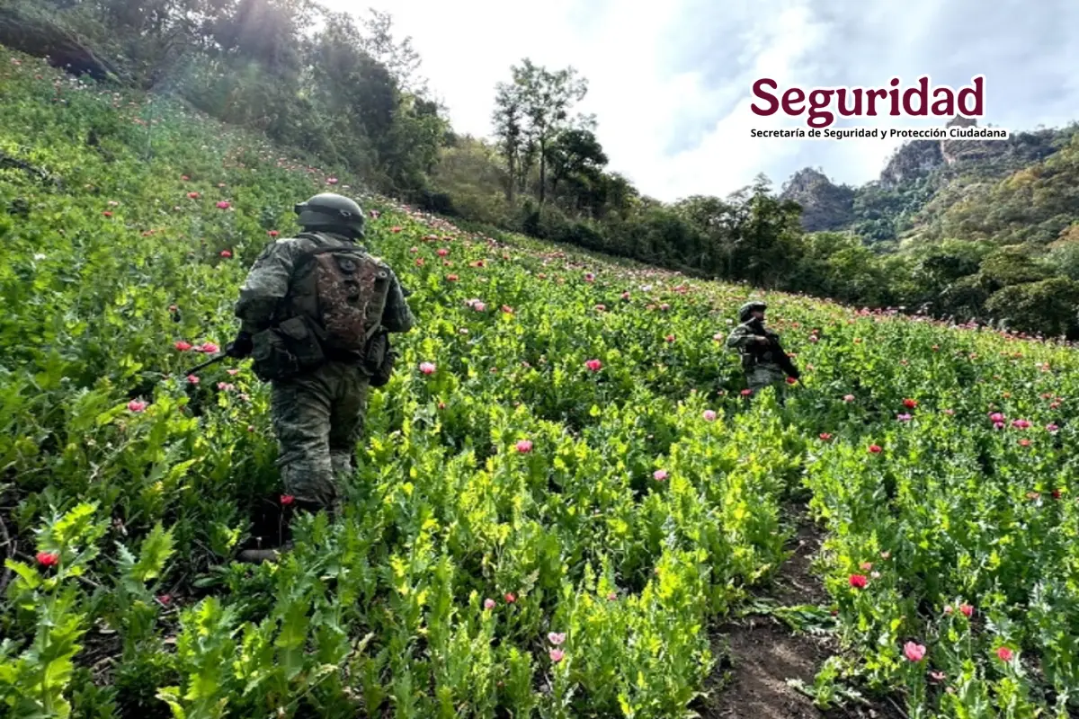 Ejercito Mexicano durante operativo de erradicación en sierra de Sinaloa. Foto: Cortesía Gabinete de Seguridad Nacional