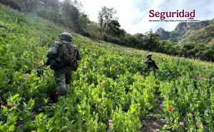 Golpe al crimen en Sinaloa: decomisos millonarios y laboratorios desmantelados