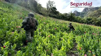 Golpe al crimen en Sinaloa: decomisos millonarios y laboratorios desmantelados