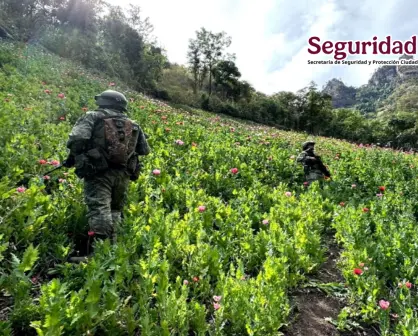 Golpe al crimen en Sinaloa: decomisos millonarios y laboratorios desmantelados