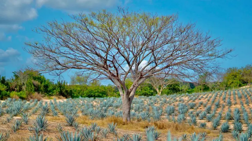 A media hora de Mazatlán se encuentra La Noria, un pueblito lleno de historia y gastronomía A media hora de Mazatlán se encuentra La Noria, un pueblito lleno de historia y gastronomía