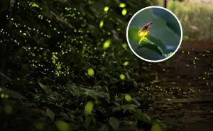 Luciérnagas Edomex 2025. Los más de 30 lugares para presenciar su avistamiento luminoso