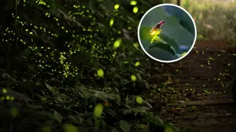 Luciérnagas Edomex 2025. Los más de 30 lugares para presenciar su avistamiento luminoso