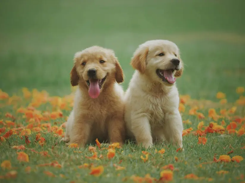 imagen recuadro Si el propietario no registre a su mascota puede aacreder multas de hasta más de $2mil pesos Foto: Usplash