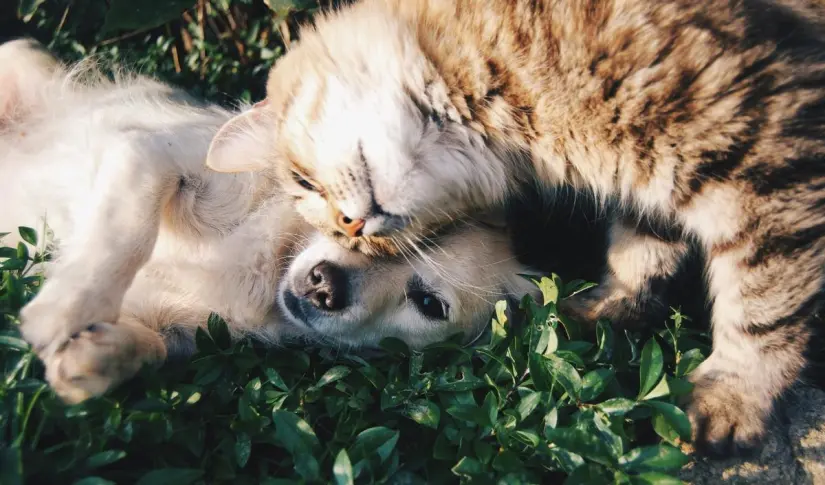 imagen recuadro Una vez que la mascota se registre en RUAC podrán sacar su credencial de identificación Foto: Unsplash