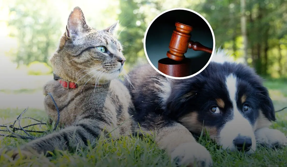 Estaas son multas y sanciones que los propietarios pueden enfrentarse si sus mascotas no estan registradas en el RUAC Foto: Unsplash