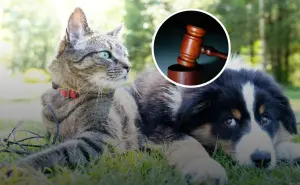 ¿Tienes perro o gato? Ya es obligatorio registrarlo o podrías pagar hasta $3,394 pesos