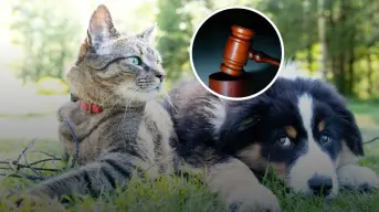 ¿Tienes perro o gato? Ya es obligatorio registrarlo o podrías pagar hasta $3,394 pesos