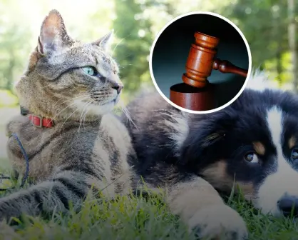 ¿Tienes perro o gato? Ya es obligatorio registrarlo o podrías pagar hasta $3,394 pesos