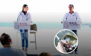 ¡Qué buena noticia! Gobierno de Baja California destinan más de $60 millones de pesos en impulsar la pesca y acuicultura