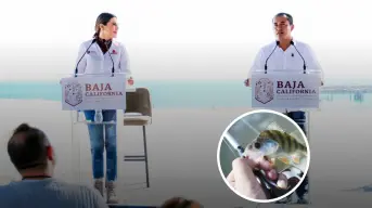 ¡Qué buena noticia! Gobierno de Baja California destinan más de $60 millones de pesos en impulsar la pesca y acuicultura