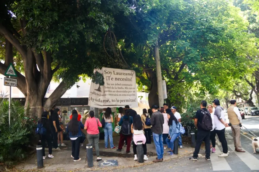 imagen recuadro Se determina la protección del Árbol Laureano y asegurar otras especies Foto: Victoria Valtierra / Cuartoscuro.com