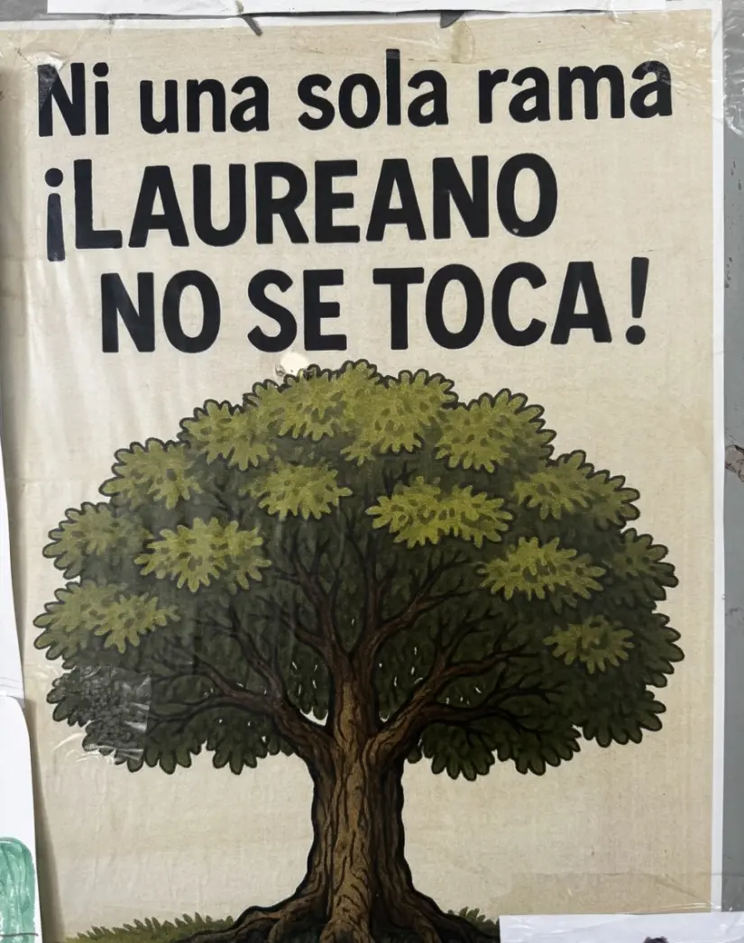 imagen recuadro Se recuerda casos similares como el de Eugenio otro árbol amenazado Foto: México Desconocido