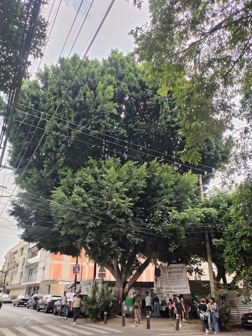 imagen recuadro Lográn proteger al Árbol de Laureano ante la amenaza de ser talado por una Inmobiliaria Foto: Facebook