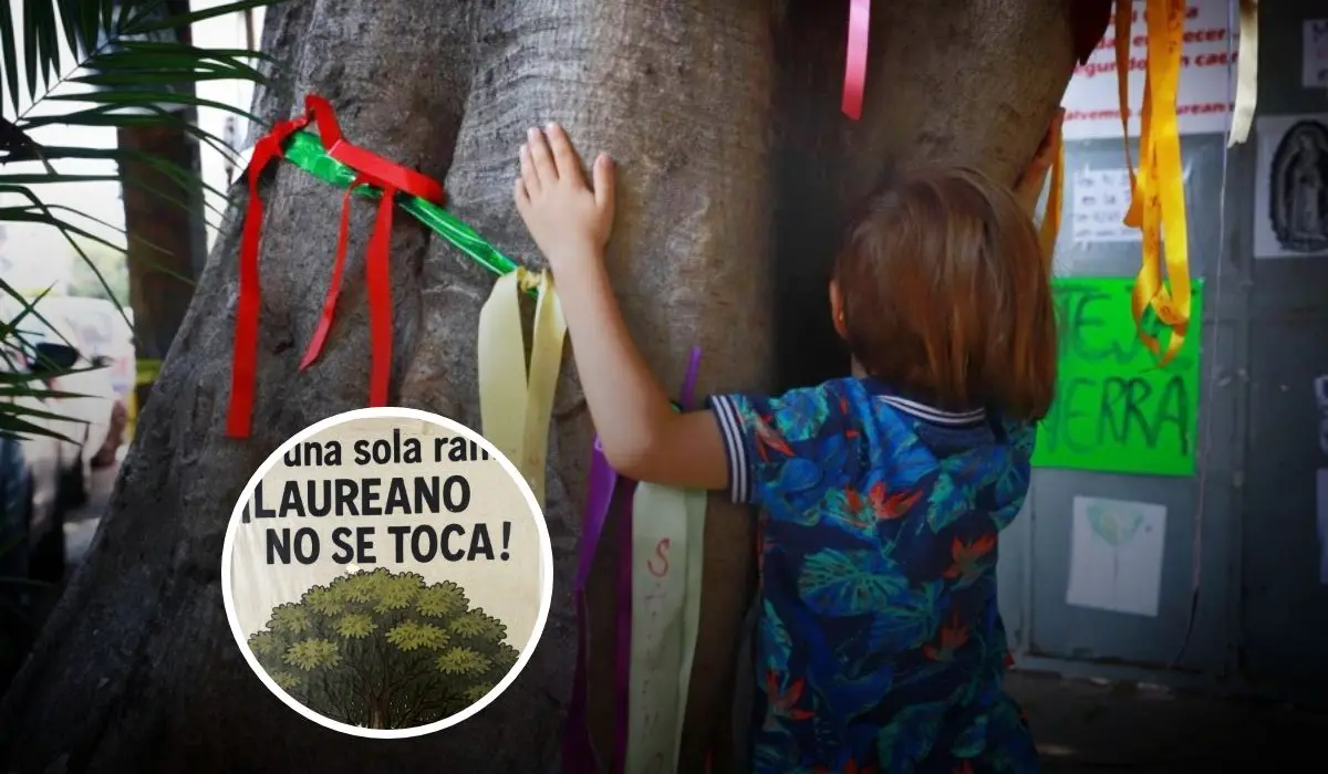Vecinos en Ciudad de México logran salvaguardar al Árbol Laureano Foto: México Desconocido