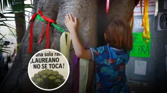 Árbol Laureano ahora es patrimonio ambiental y cultural en Ciudad de México
