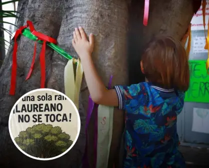 Árbol Laureano ahora es patrimonio ambiental y cultural en Ciudad de México