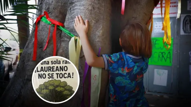 Vecinos en Ciudad de México logran salvaguardar al Árbol Laureano Foto: México Desconocido