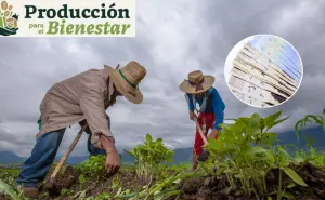 Tarjeta Bienestar 2025, requisitos para obtener los $24,000