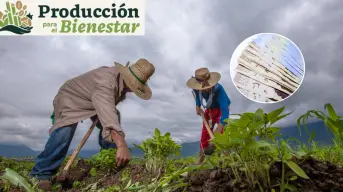 Tarjeta Bienestar 2025, requisitos para obtener los $24,000