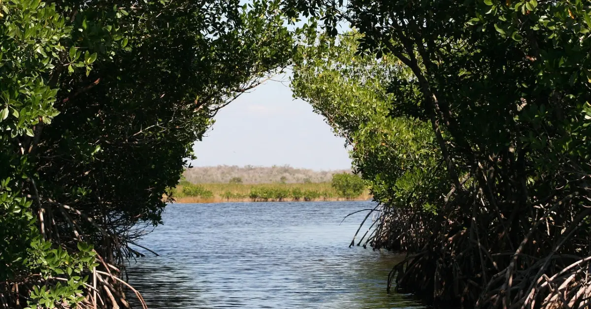 “Las Chelemeras”: Mujeres mayas que restauran la paz desde los manglares de Yucatán